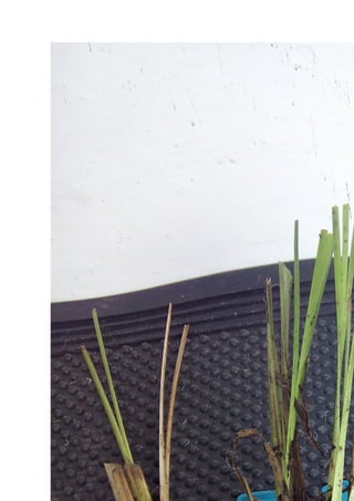 An urban wastewater solution  vetiver grass