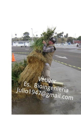 An urban wastewater solution  vetiver grass