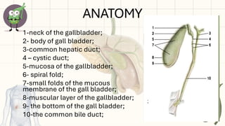 Folded Over Gallbladder Gall bladder surgical anatomy by Anusha .pdf