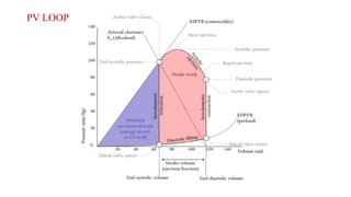 cardio vascular system physiology and anatomy | PPTX