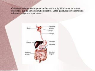 Glándulas anexas: encarganse de fabricar uns liquidos camados zumes
intestinais, que se verten no tubo dixestivo. Estas glandulas son s glandulas
salivares, o figado e o pancreas.
●

 