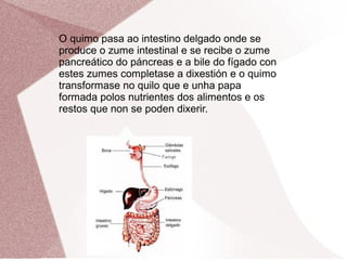 O quimo pasa ao intestino delgado onde se
produce o zume intestinal e se recibe o zume
pancreático do páncreas e a bile do fígado con
estes zumes completase a dixestión e o quimo
transformase no quilo que e unha papa
formada polos nutrientes dos alimentos e os
restos que non se poden dixerir.

 
