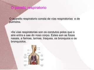 O parello respiratorio
O aparello respiratorio consta de vías respiratorias e de
pulmóns.
As vías respiratorias son os condutos polos que o
aire entra e sae do noso corpo. Estes son as fosas
nasais, a farinxe, larinxe, traquea, os bronquios e os
bronquiolos.
●

 