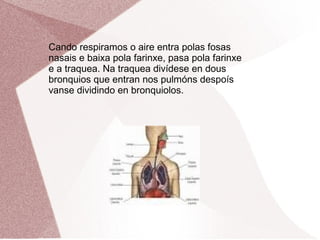 Cando respiramos o aire entra polas fosas
nasais e baixa pola farinxe, pasa pola farinxe
e a traquea. Na traquea divídese en dous
bronquios que entran nos pulmóns despoís
vanse dividindo en bronquiolos.

 