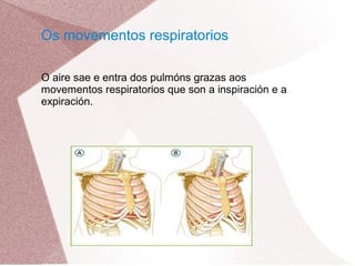 Os movementos respiratorios
O aire sae e entra dos pulmóns grazas aos
movementos respiratorios que son a inspiración e a
expiración.

 