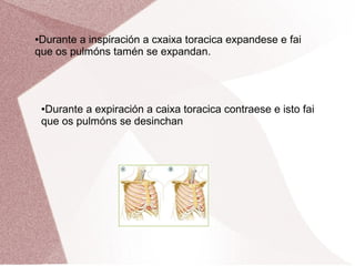 Durante a inspiración a cxaixa toracica expandese e fai
que os pulmóns tamén se expandan.
●

Durante a expiración a caixa toracica contraese e isto fai
que os pulmóns se desinchan
●

 