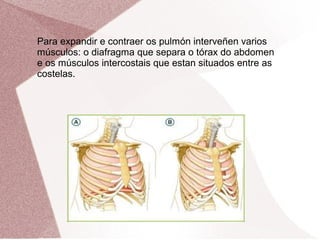 Para expandir e contraer os pulmón interveñen varios
músculos: o diafragma que separa o tórax do abdomen
e os músculos intercostais que estan situados entre as
costelas.

 