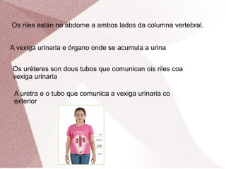 Os riles están no abdome a ambos lados da columna vertebral.
A vexiga urinaria e órgano onde se acumula a urina
Os uréteres son dous tubos que comunican ois riles coa
vexiga urinaria
A uretra e o tubo que comunica a vexiga urinaria co
exterior

 