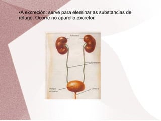 A excreción: serve para eleminar as substancias de
refugo. Ocorre no aparello excretor.
●

 