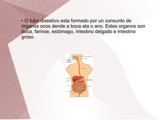 O tubo dixestivo esta formado por un conxunto de
órganos ocos dende a boca ata o ano. Estes organos son
boca, farinxe, estómago, intestino delgado e intestino
groso.
●

 