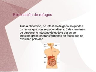 Eliminación de refugos
Tras a absorción, no intestino delgado so quedan
os restos que non se poden dixerir. Estes terminan
de percorrer o intestino delgado e pasan ao
intestino groso en transfórmanse en feces que se
expulsan polo ano.

 