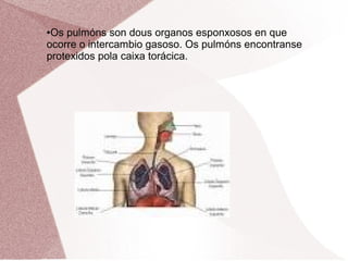 Os pulmóns son dous organos esponxosos en que
ocorre o intercambio gasoso. Os pulmóns encontranse
protexidos pola caixa torácica.
●

 