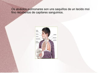 Os alvéolos pulmonares son uns saquiños de un tecido moi
fino recubertos de capilares sanguinios.

 