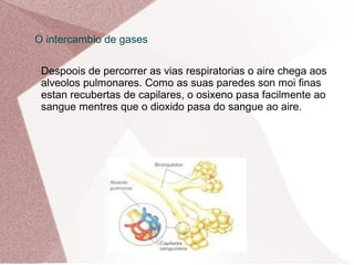 O intercambio de gases
Despoois de percorrer as vias respiratorias o aire chega aos
alveolos pulmonares. Como as suas paredes son moi finas
estan recubertas de capilares, o osixeno pasa facilmente ao
sangue mentres que o dioxido pasa do sangue ao aire.

 