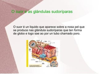 O suor e as glándulas sudoríparas

O suor é un liquido que aparece sobre a nosa pel que
se produce nas glándula sudoríparas que ten forma
de globo e logo sae ao por un tubo chamado poro.

 