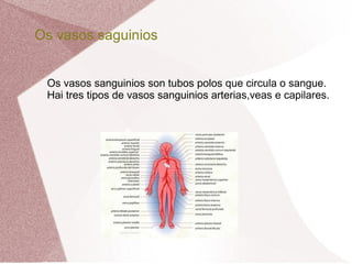Os vasos saguinios
Os vasos sanguinios son tubos polos que circula o sangue.
Hai tres tipos de vasos sanguinios arterias,veas e capilares.

 