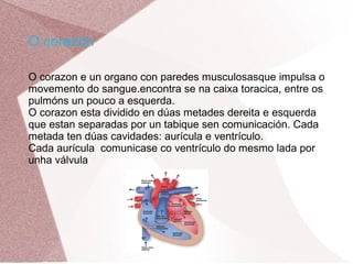 O corazón
O corazon e un organo con paredes musculosasque impulsa o
movemento do sangue.encontra se na caixa toracica, entre os
pulmóns un pouco a esquerda.
O corazon esta dividido en dúas metades dereita e esquerda
que estan separadas por un tabique sen comunicación. Cada
metada ten dúas cavidades: aurícula e ventrículo.
Cada aurícula comunicase co ventrículo do mesmo lada por
unha válvula

 