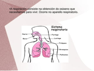 A respiración consiste na obtención do osixeno que
necesitamos para vivir. Ocorre no aparello respiratorio.
●

 