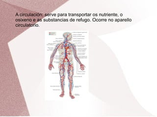 A circulación: serve para transportar os nutriente, o
osixeno e as substancias de refugo. Ocorre no aparello
circulatorio.

 