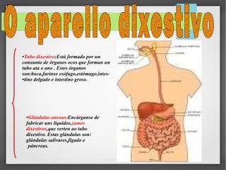 Tubo dixestivo:Está formado por un
conxunto de órganos ocos que forman un
tubo ata o ano . Estes órganos
son:boca,farinxe esófago,estómago,intes●tino delgado e intestino groso.
●

Glándulas anexas:Encárganse de
fabricar uns líquidos,zumes
dixestivos,que verten ao tubo
dixestivo. Estas glándulas son:
glándulas salivares,fígado e
páncreas.
●

 