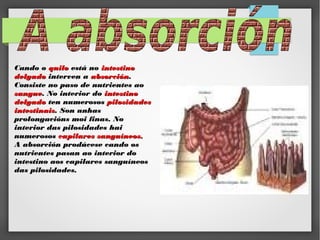 Cando o quilo está no intestino
delgado interven a absorción.
Consiste no paso de nutrientes ao
sangue. No interior do intestino
delgado ten numerosos pilosidades
intestinais. Son unhas
prolongacións moi finas. No
interior das pilosidades hai
numerosos capilares sanguíneos.
A absorción prodúcese cando os
nutrientes pasan ao interior do
intestino aos capilares sanguíneos
das pilosidades.

 
