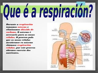 Durante a respiración
tomamos osíxeno e
eliminamos dióxido de
carbono. O osíxeno é
necesario para as nosas
células. O proceso polo
que as nosas células
mestúranse co osíxeno
chámase respiración
celular, por este proceso
obtemos enerxía dos
nutrientes.

 
