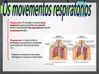 Inspiración: É proceso no que a caixa
torácica fai que os pulmóns se expanda,
entón o entra polas vías respiratorias e enche
os pulmóns de aire.
●

E
xpiración: A caixa torácica
contráese e os pulmóns e expúlsase
o aire pobre en dióxido de carbono.
●

Nestes movementos interveñen:
diafragma e músculos intercostais.

 