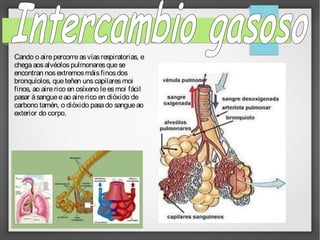 Cando o aire percorre as vías respiratorias, e
chega aos alvéolos pulmonares que se
encontran nos extremos máis finos dos
bronquíolos, que teñen uns capilares moi
finos, ao aire rico en osíxeno le es moi fácil
pasar á sangue e ao aire rico en dióxido de
carbono tamén, o dióxido pasa do sangue ao
exterior do corpo.

 