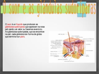 O suor é un líquido que producen as
glándulas sudoríparas que aparecen na nosa
pel cando vai calor ou facemos exercicio.
As glándulas sudorípadas, que se encontran
na pel, cada glándula ten forma de globo
que termina nun poro.

 
