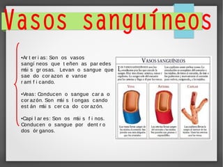 Ar t er i as: Son os vasos
sangí neos que t eñen as par edes
m s gr osas. Levan o sangue que
ái
sae do cor azon e vanse
r am f i cando.
i
●

Veas: Conducen o sangue car a o
cor azón. Son m s l ongas cando
ái
est án m s cer ca do cor azón.
ái
●

Capi l ar es: Son os m s f i nos.
ái
Conducen o sangue por dent r o
dos ór ganos.
●

 