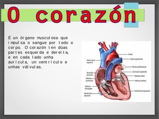 É un ór gano m
usc ul oso que
im
pul sa o sangue por t odo o
c or po. O c or az ón t en dúas
par t es es quer da e der ei t a,
e en c ada l ado unha
aur í c ul a, un vent r í c ul o e
unhas v ál v ul as.

 