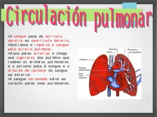 O sangue pasa da aur í cul a
der ei t a ao vent r í cul o der ei t o.
●Cont r áese e i mpul sa o sangue
pol a ar t er i a pul m
onar .
●Vi axa pol as
ar t er i as e chega
aos capi l ar es dos pul m
óns que
r odean os al véol os pul m
onar es
e o osí xeno pasa á sangue e o
di óxi do de car bono do sangue
ao ext er i or.
●A sangue osi xenada vol ve ao
cor azón pol as veas pul m
onar es.
●

 