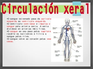 O sangue osi xenado pasa da aur í cul a
esquer da ao vent r í cul o esquer do.
●O vent r í cul o cont r áese e i m
pul sa o
sangue pol a ar t er i a aor t a. A aor t a
di ví dese en ar t er i as m s f i nas.
ái
●O sangue ao seu paso pol os
capi l ar es
r ecol l e os nut r i ent es e f i l t r a a
sangue pol os r i l es.
●O sangue vol ve ao cor azón pol as
veas
cavas .
●

 