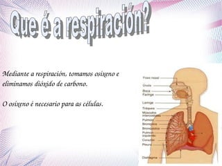 Mediante a respiración, tomamos osíxeno e 
eliminamos dióxido de carbono.
O osíxeno é necesario para as células.  

 