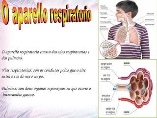 O aparello respiratorio consta das vías respiratorias e 
dos pulmóns.
Vías respiratorias: son os condutos polos que o aire 
entra e sae do noso corpo.
 
Pulmóns: son dous órganos esponxosos en que ocorre o 
 intercambio gasoso.

 