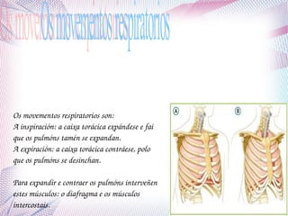 Os movementos respiratorios son:
A inspiración: a caixa torácica expándese e fai 
que os pulmóns tamén se expandan.
A expiración: a caixa torácica contráese, polo 
que os pulmóns se desinchan.
Para expandir e contraer os pulmóns interveñen 
estes músculos: o diafragma e os músculos 
intercostais. 

 