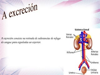 A excreción consiste na retirada de substancias de refugo 
do sangue para expulsalas ao exterior.

 
