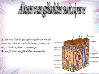 A suor é un liquido que aparece sobre a nosa pel 
cando vai calor ou cando facemos exercicio, co 
obxectivo de refrescar o noso corpo.
A suor fórmase nas glándulas sudoríparas.

 