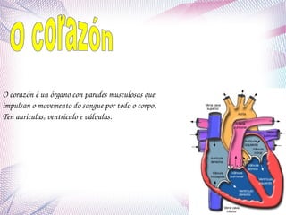 O corazón é un órgano con paredes musculosas que 
impulsan o movemento do sangue por todo o corpo.
Ten aurículas, ventrículo e válvulas. 

 