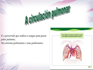 É o percorrido que realiza o sangue para pasar  
polos pulmóns.
Ten arterias pulmonares e veas pulmonares.

 