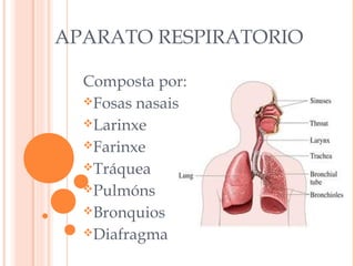 APARATO RESPIRATORIO
Composta por:
Fosas nasais
Larinxe
Farinxe
Tráquea
Pulmóns
Bronquios
Diafragma

 