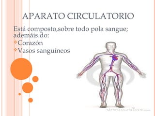 APARATO CIRCULATORIO
Está composto,sobre todo pola sangue;
ademáis do:
Corazón
Vasos sanguíneos

 