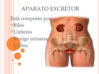 APARATO EXCRETOR
Está composto por:
Riles
Uréteres
Vexiga urinaria
Uretra

 