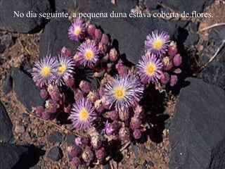 No dia seguinte, a pequena duna estava coberta de flores.
 