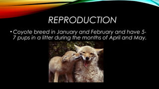REPRODUCTION 
• Coyote breed in January and February and have 5- 
7 pups in a litter during the months of April and May. 
 