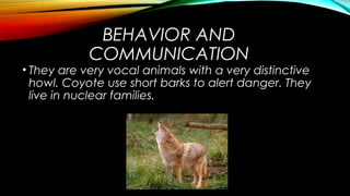 BEHAVIOR AND 
COMMUNICATION 
• They are very vocal animals with a very distinctive 
howl. Coyote use short barks to alert danger. They 
live in nuclear families. 
 