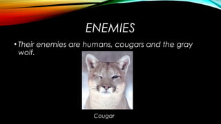 ENEMIES 
• Their enemies are humans, cougars and the gray 
wolf. 
Cougar 
 