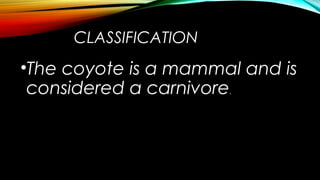 CLASSIFICATION 
•The coyote is a mammal and is 
considered a carnivore. 
 