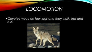 LOCOMOTION 
• Coyotes move on four legs and they walk, trot and 
run. 
 