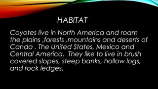 HABITAT 
Coyotes live in North America and roam 
the plains ,forests ,mountains and deserts of 
Canda , The United States, Mexico and 
Central America. They like to live in brush 
covered slopes, steep banks, hollow logs, 
and rock ledges. 
 
